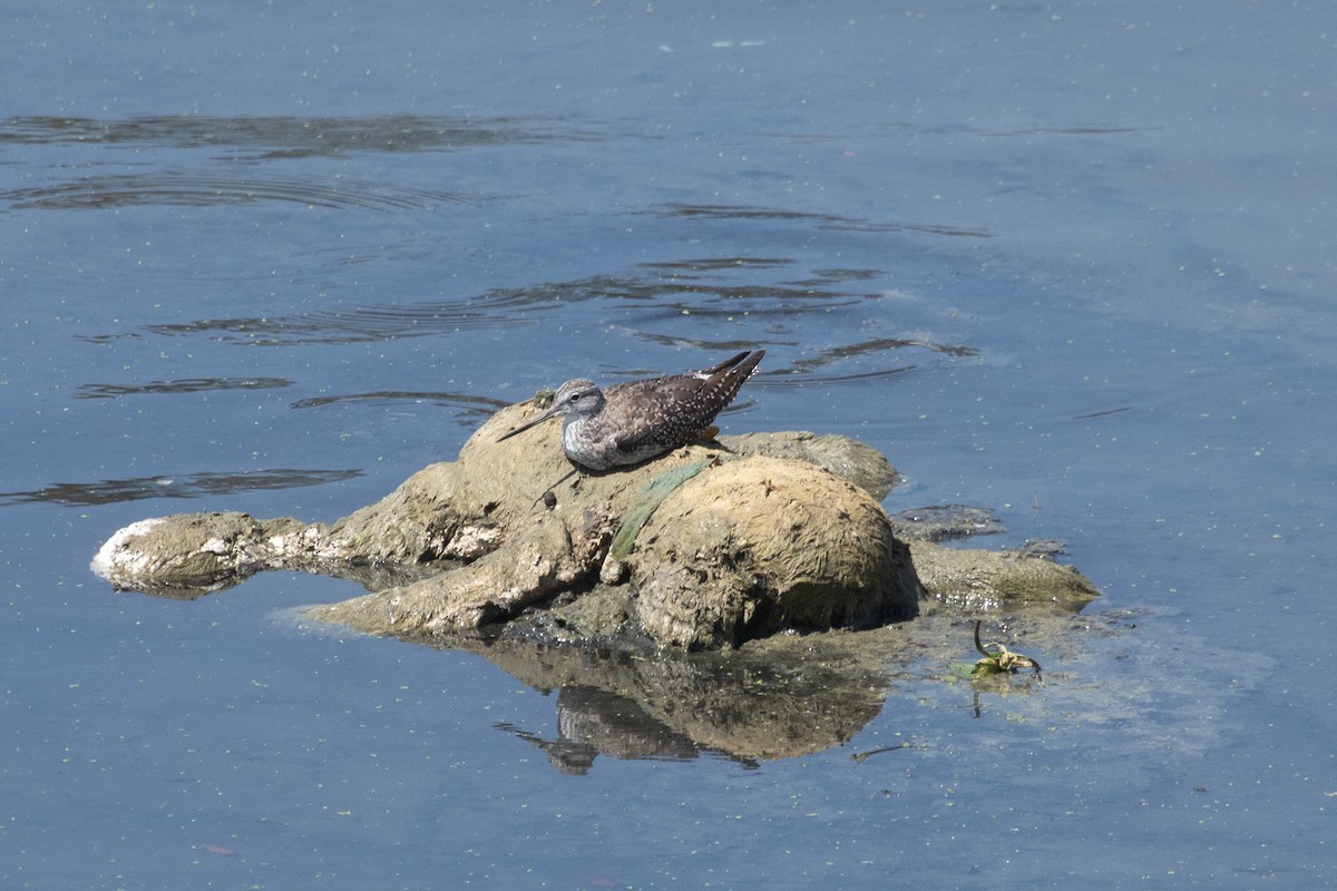 Greater Yellowlegs - ML642246843