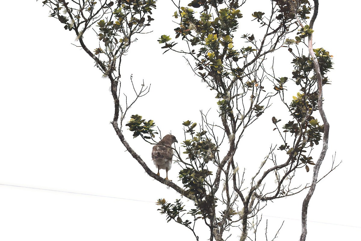 Hawaiian Hawk - ML642246845