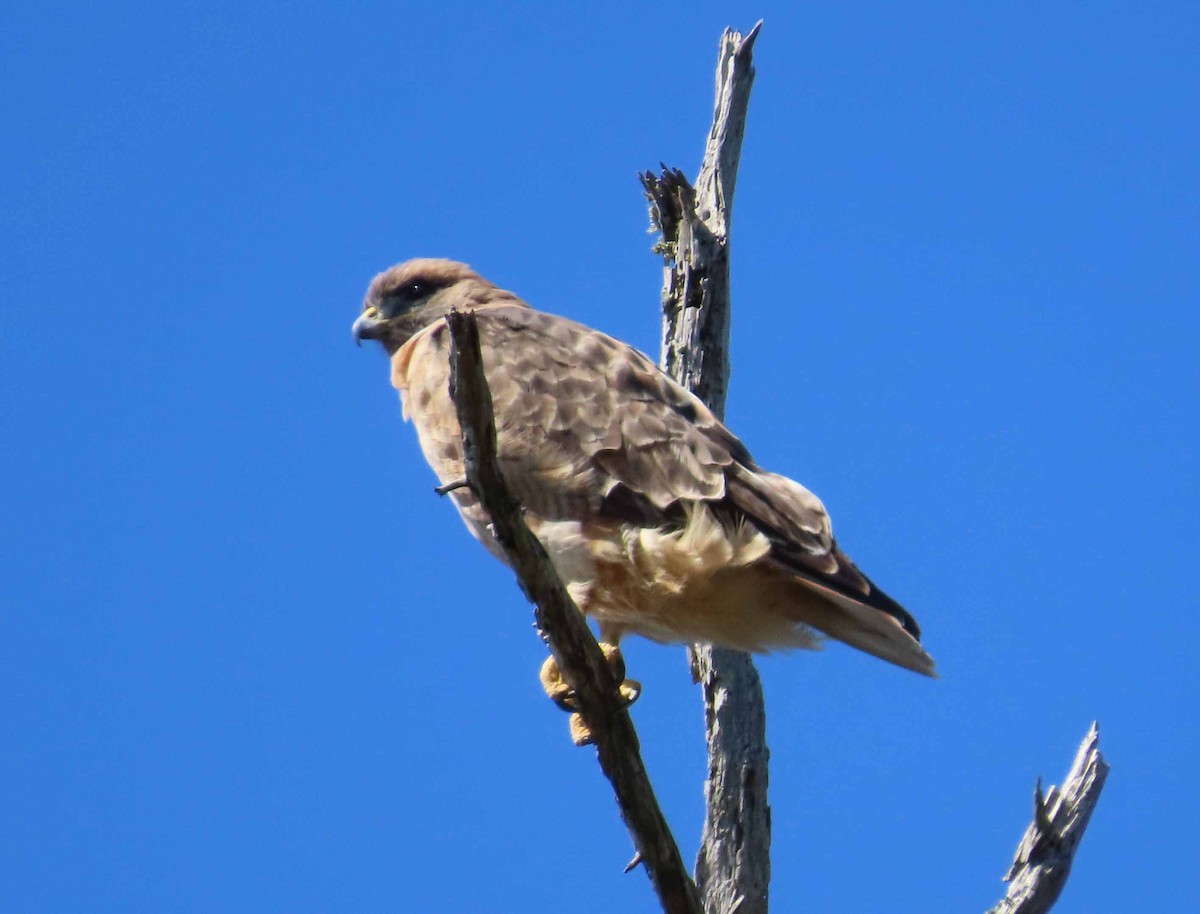 Red-tailed Hawk - ML642246848