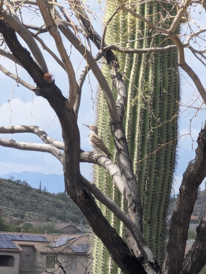 Gilded Flicker - ML642246858