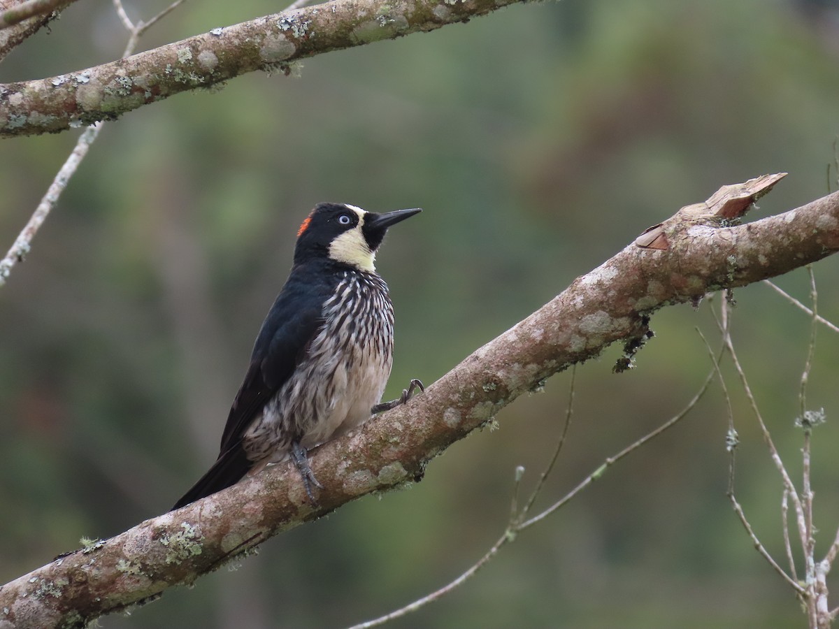 Acorn Woodpecker - ML642246860