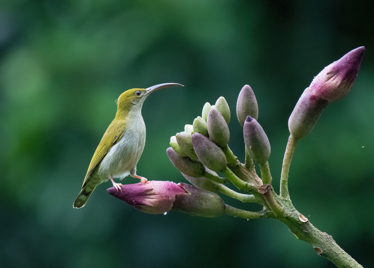 Gray-breasted Spiderhunter - ML642246861