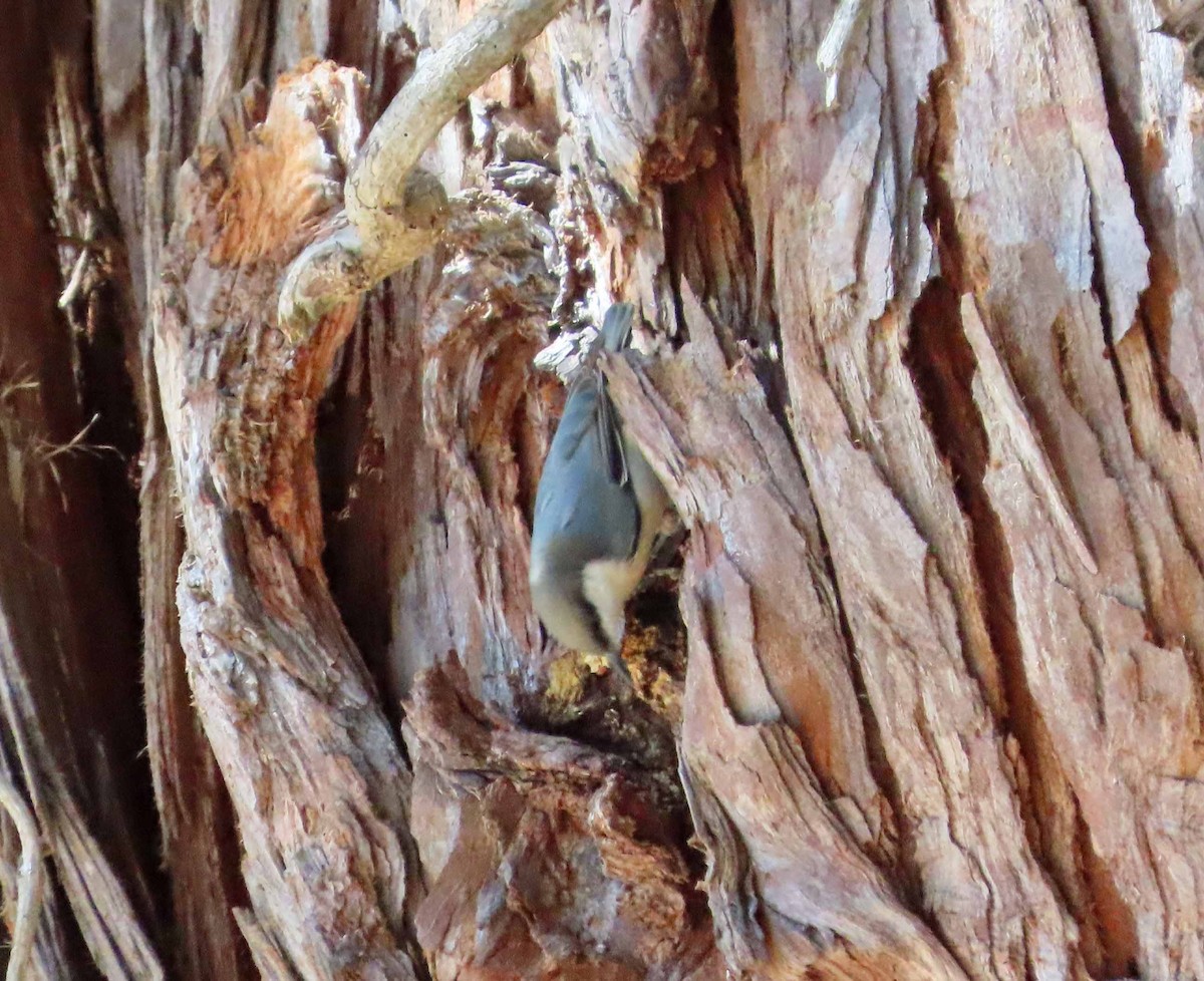 Pygmy Nuthatch - ML642246862