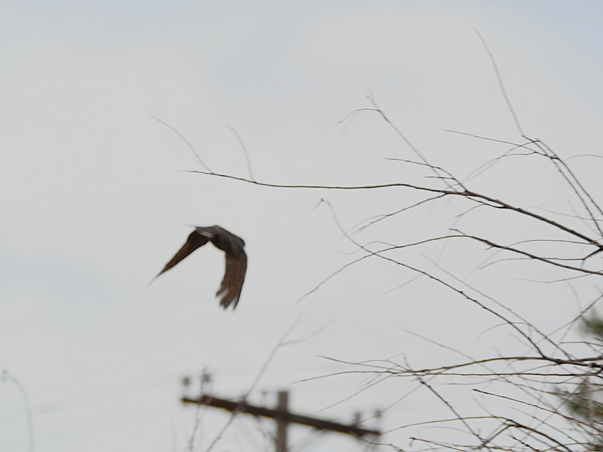 Common Poorwill - ML642246863