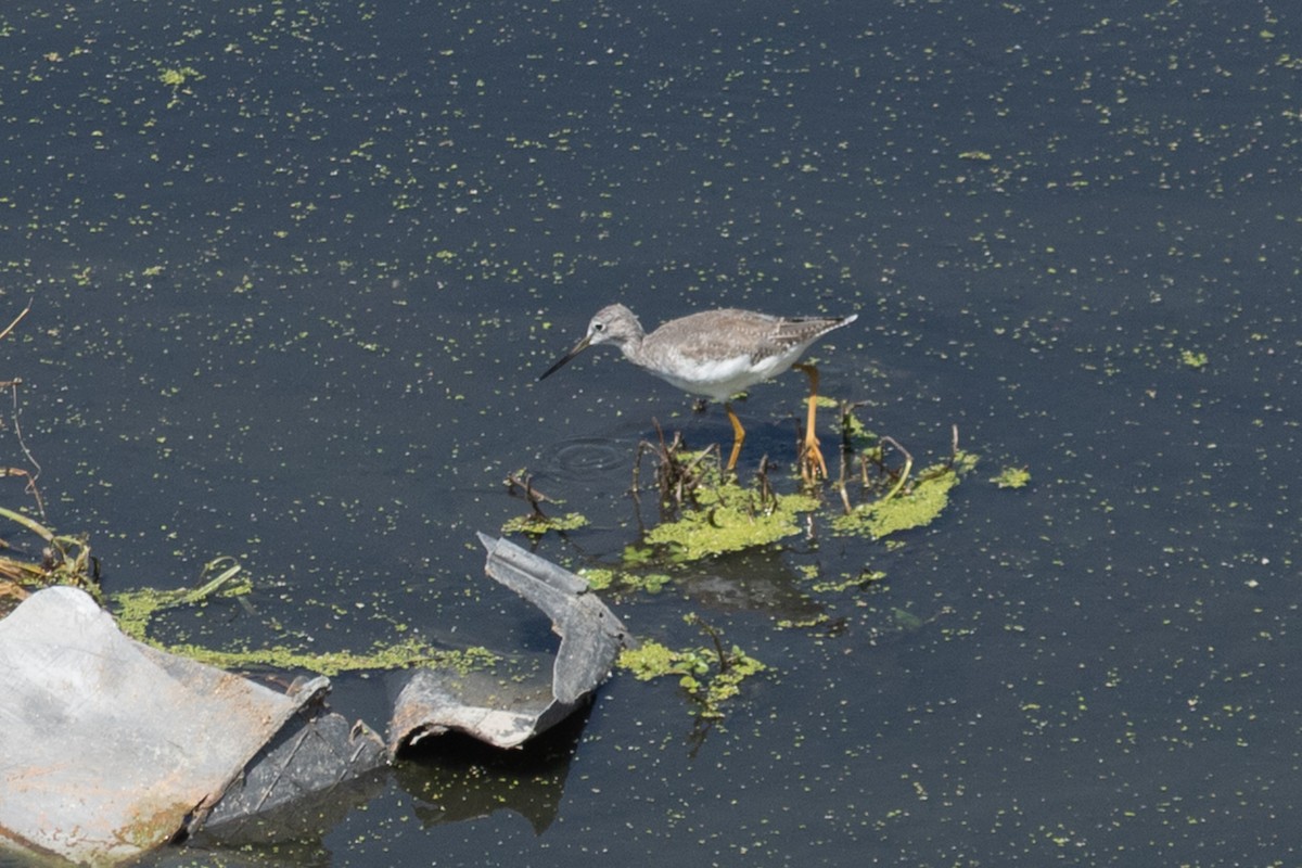 Greater Yellowlegs - ML642246869