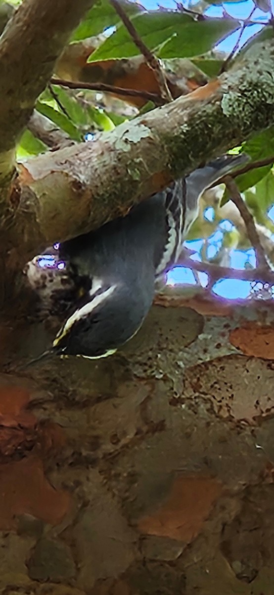 Goldkehl-Waldsänger - ML642246878