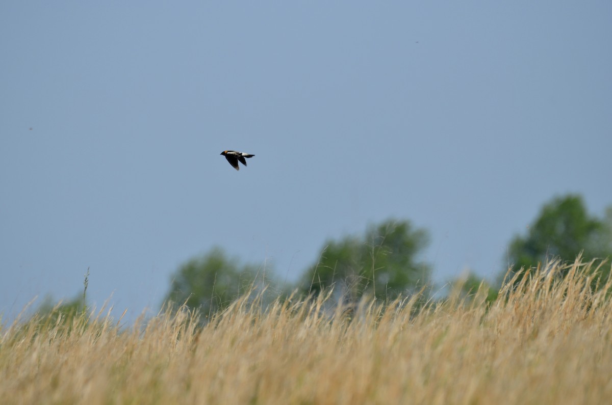 Bobolink - ML642246889