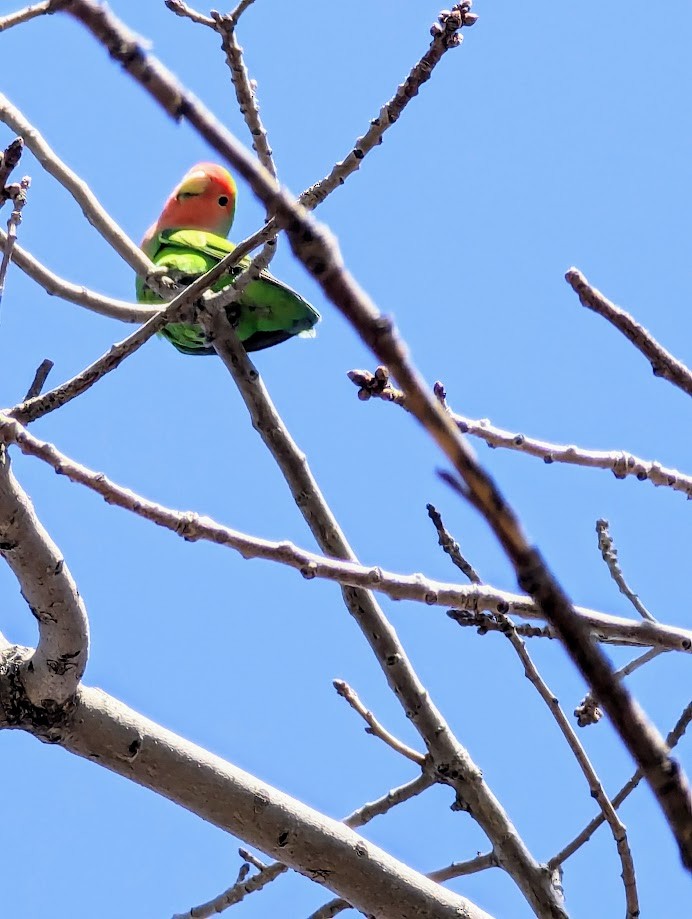 Rosy-faced Lovebird - ML642246903