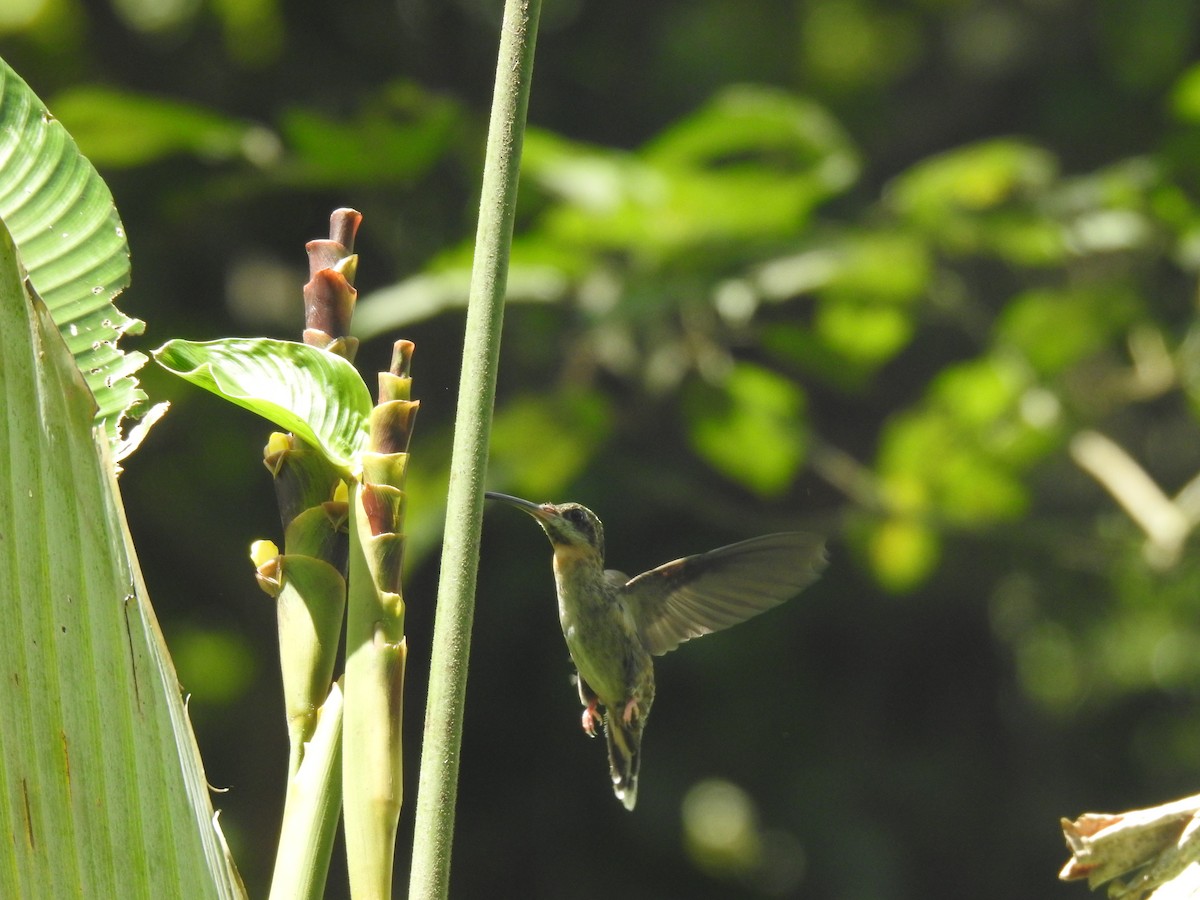 Pale-tailed Barbthroat - ML642246918