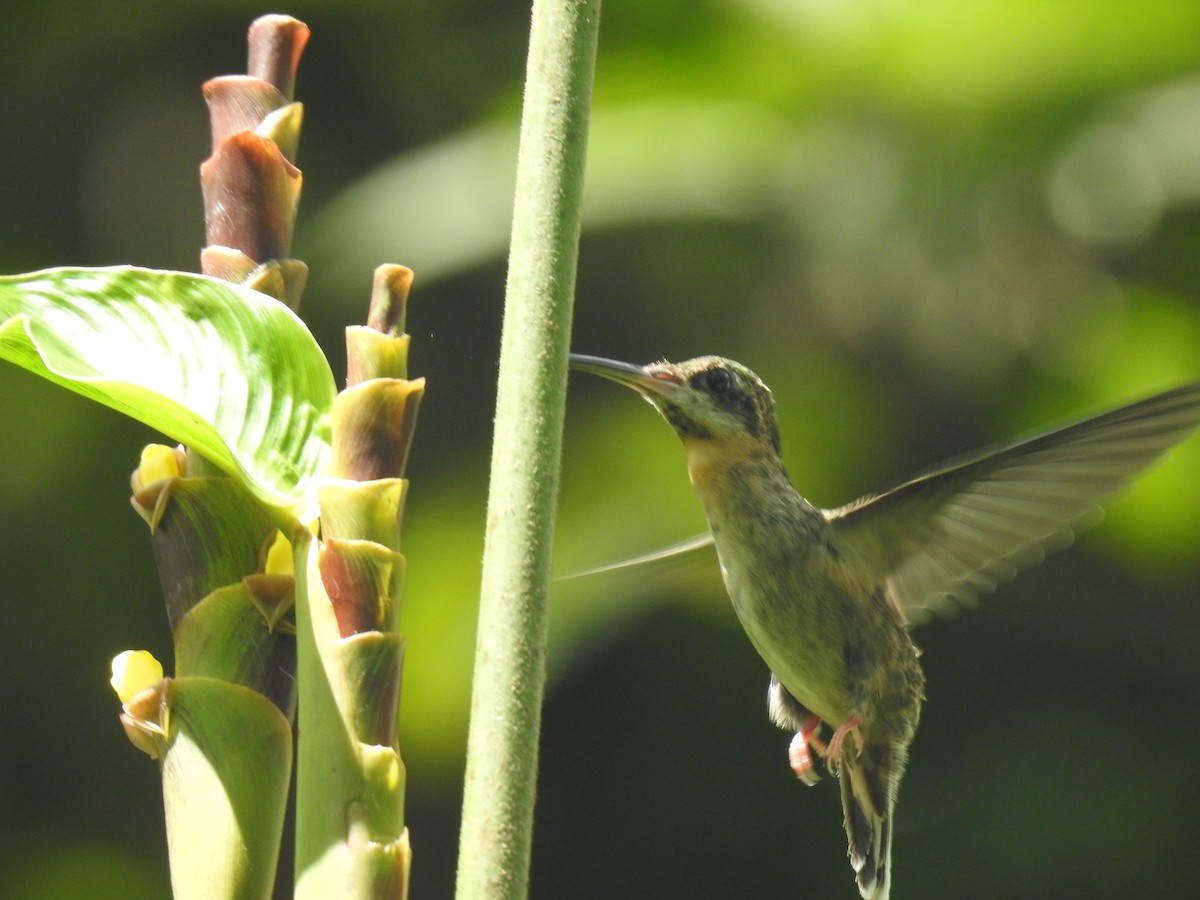Pale-tailed Barbthroat - ML642246920