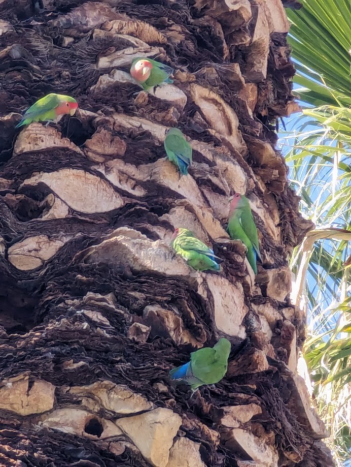 Rosy-faced Lovebird - ML642246921