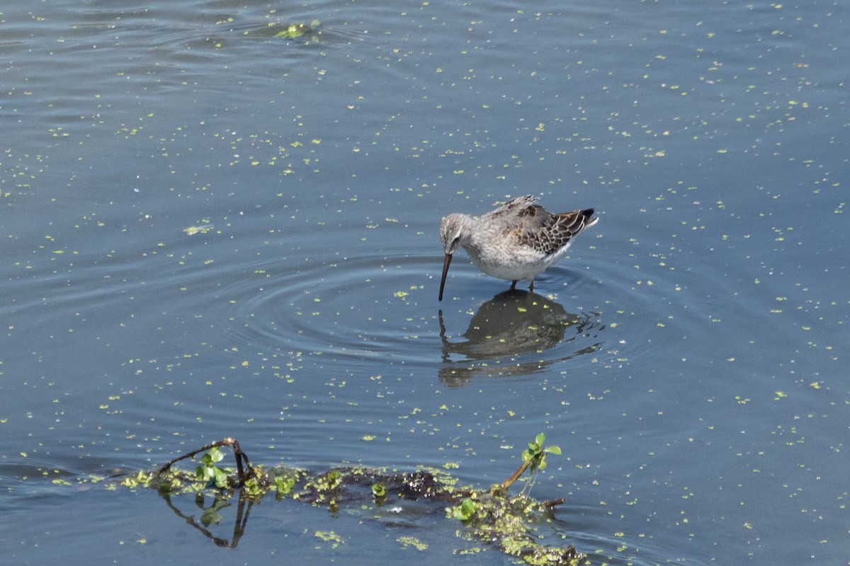 Stilt Sandpiper - ML642246933