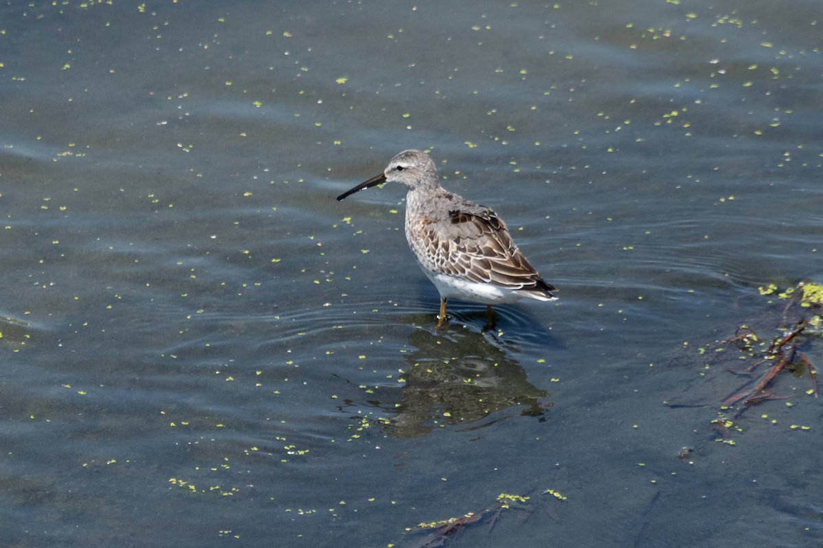 Stilt Sandpiper - ML642246934