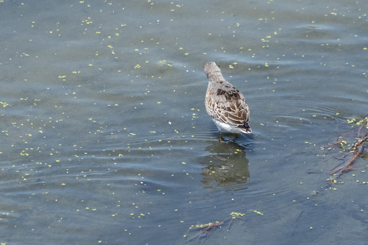 Stilt Sandpiper - ML642246935