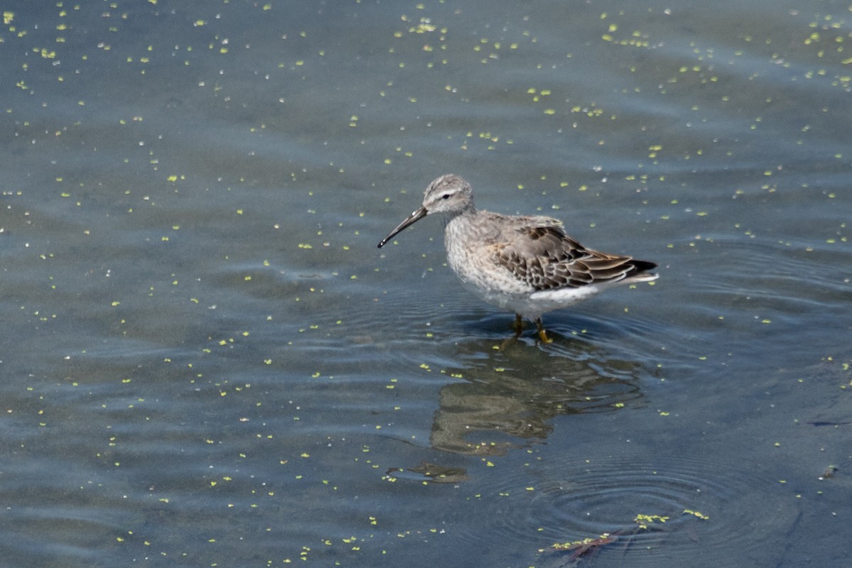 Stilt Sandpiper - ML642246936