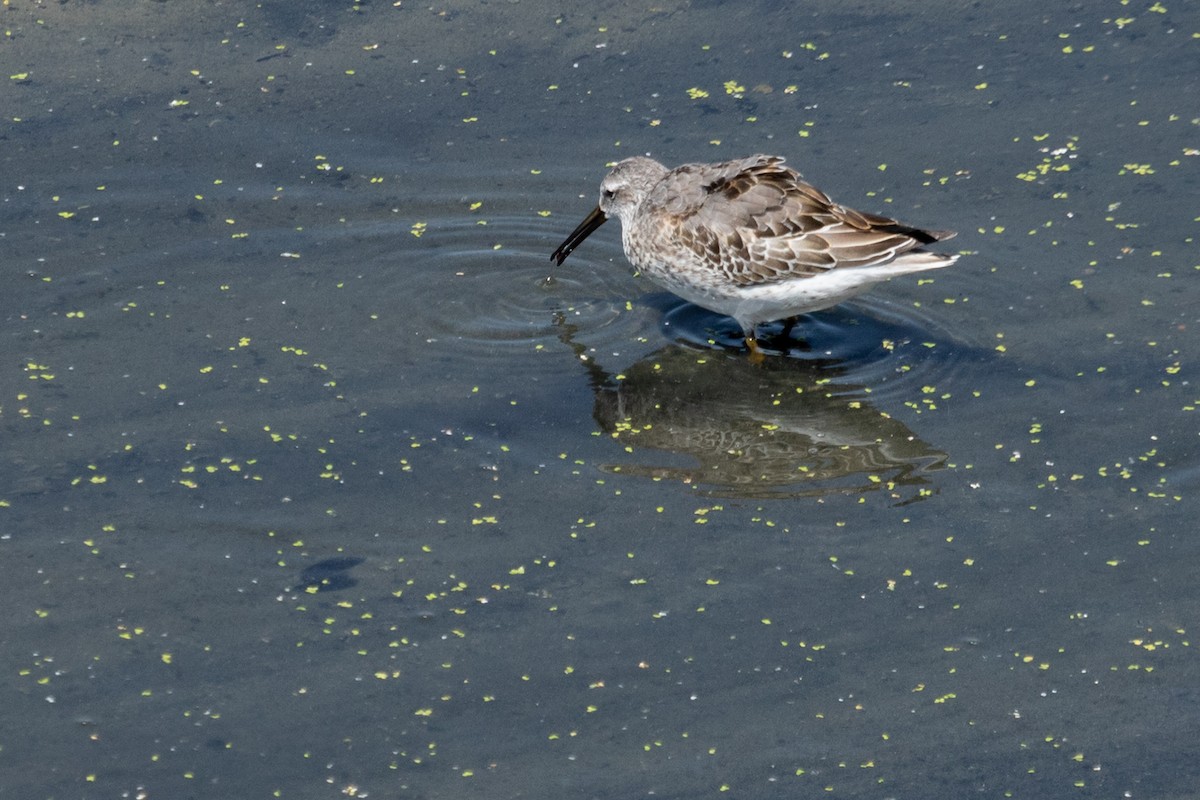 Stilt Sandpiper - ML642246937