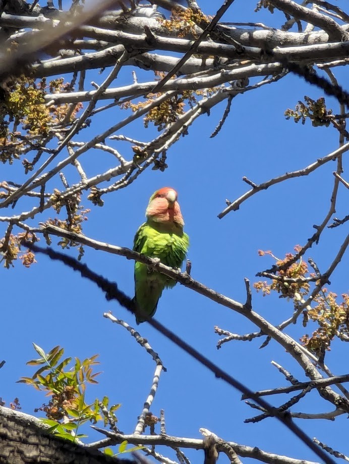 Rosy-faced Lovebird - ML642246939