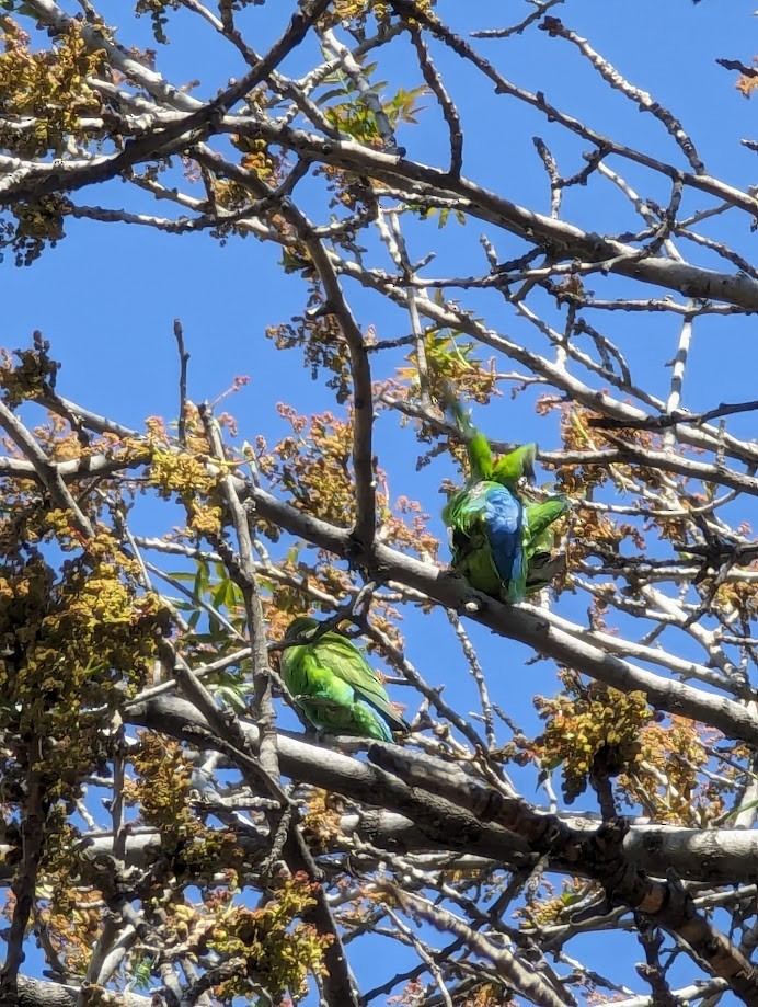 Rosy-faced Lovebird - ML642246954