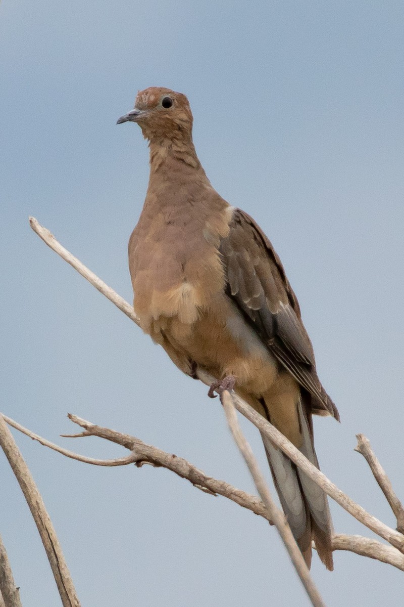 Mourning Dove - ML642246955