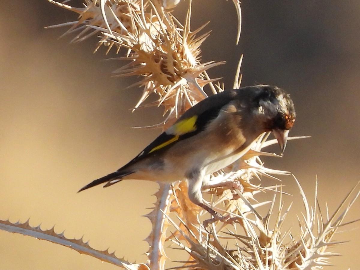 European Goldfinch - ML642246961