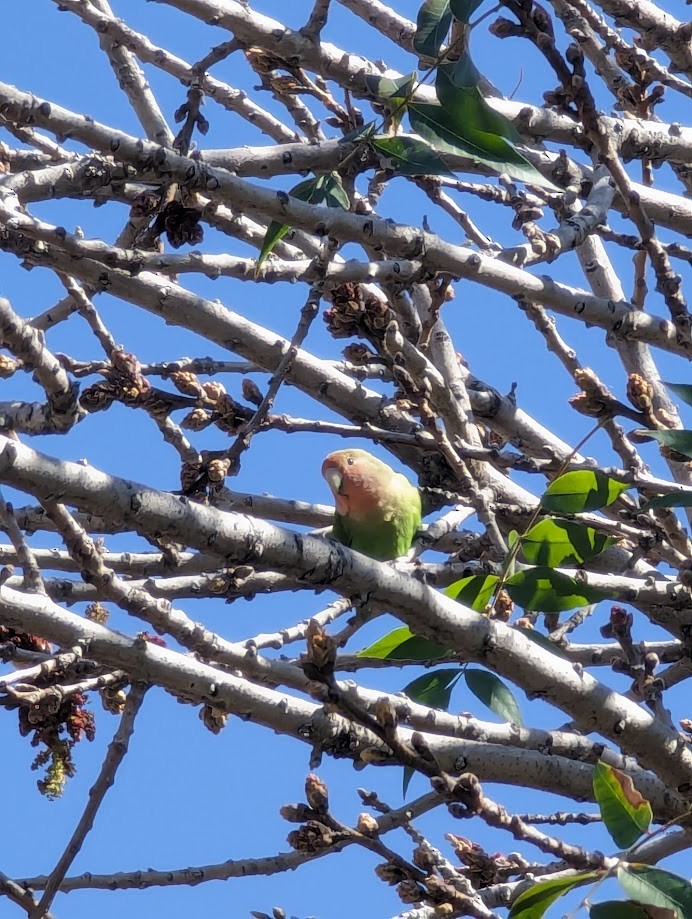 Rosy-faced Lovebird - ML642246962