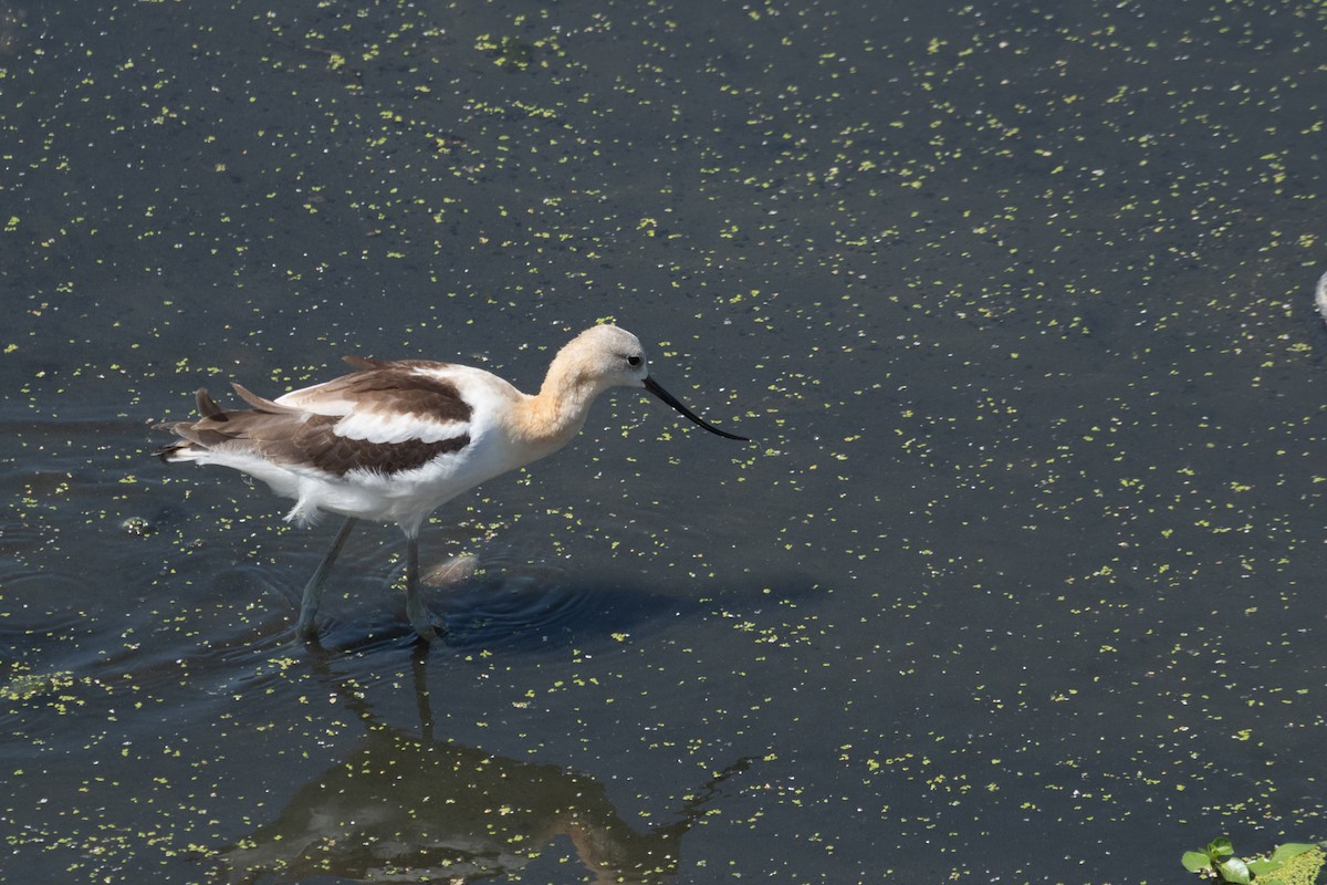American Avocet - ML642246970