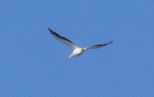 American White Pelican - ML642246988