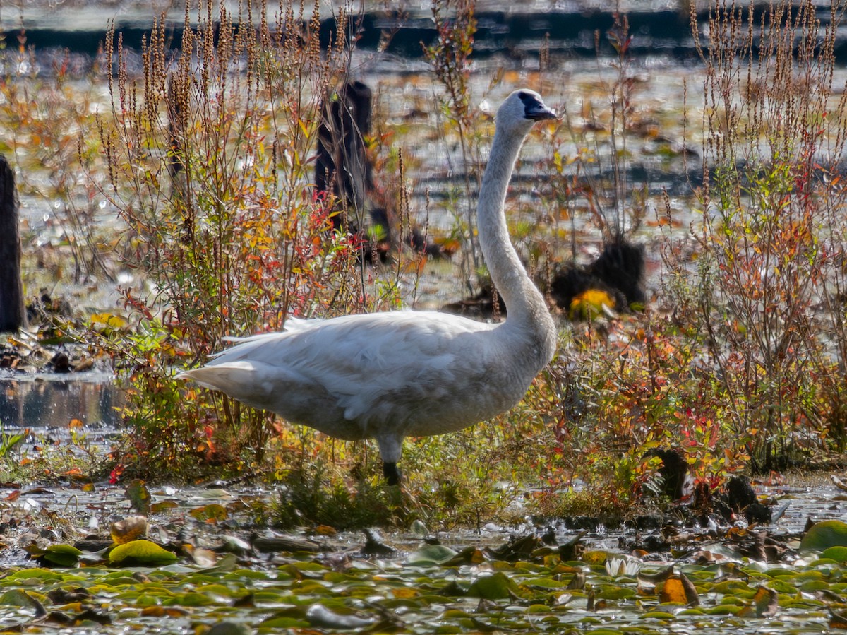 Trumpeter Swan - ML642246993