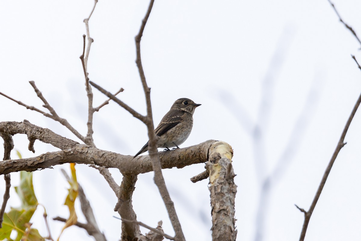Dark-sided Flycatcher - ML642247000