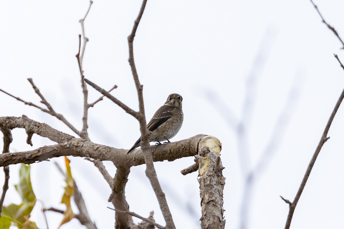 Dark-sided Flycatcher - ML642247007