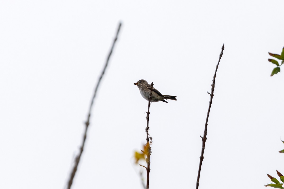 Dark-sided Flycatcher - ML642247008