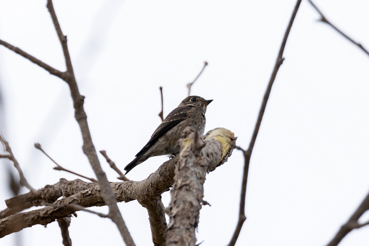 Dark-sided Flycatcher - ML642247009