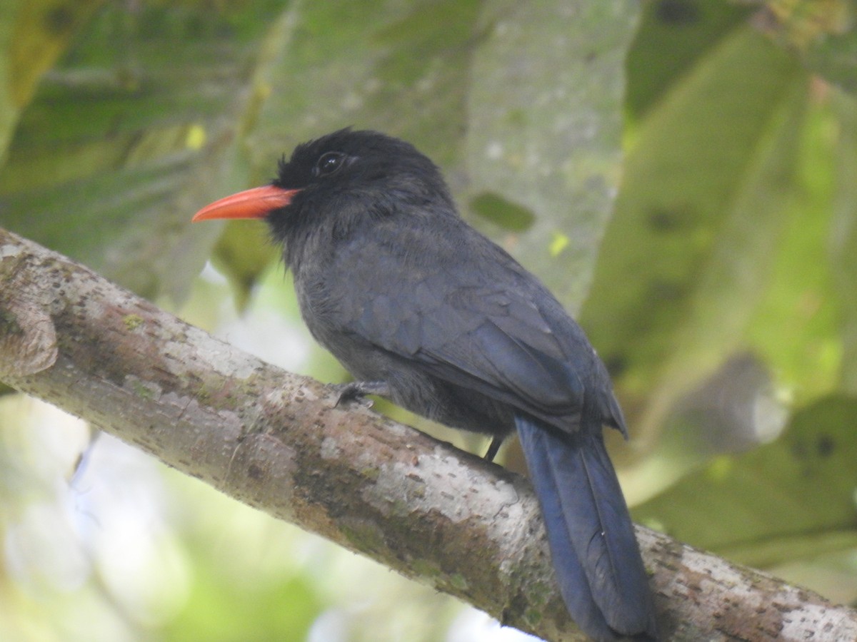 Black-fronted Nunbird - ML642247011
