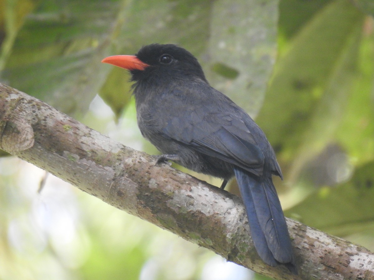 Black-fronted Nunbird - ML642247012