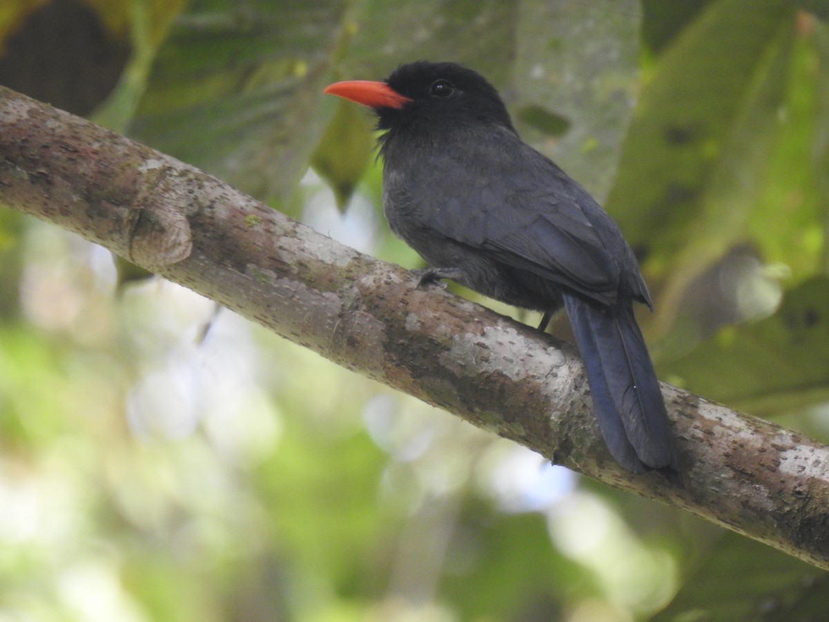 Black-fronted Nunbird - ML642247015