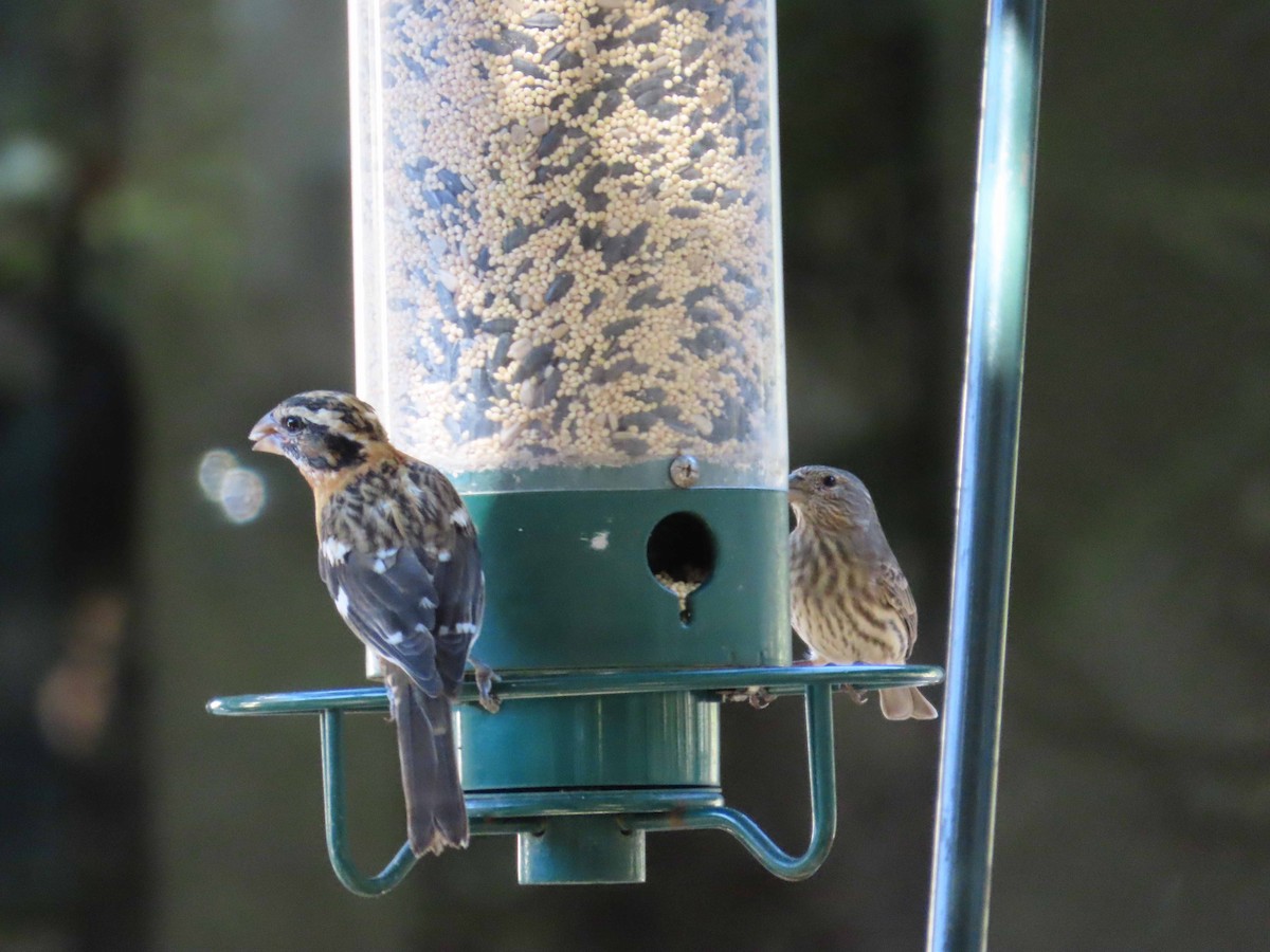 Black-headed Grosbeak - ML642247022