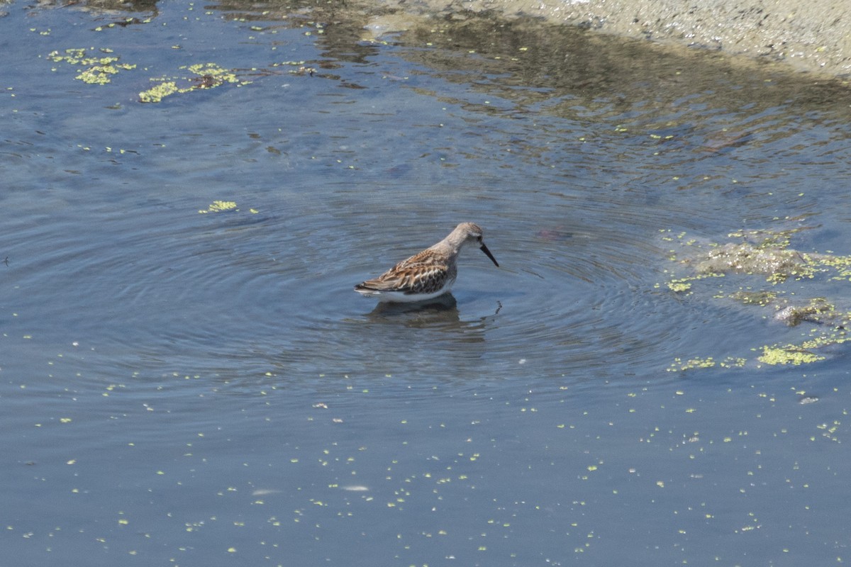 Western Sandpiper - ML642247048