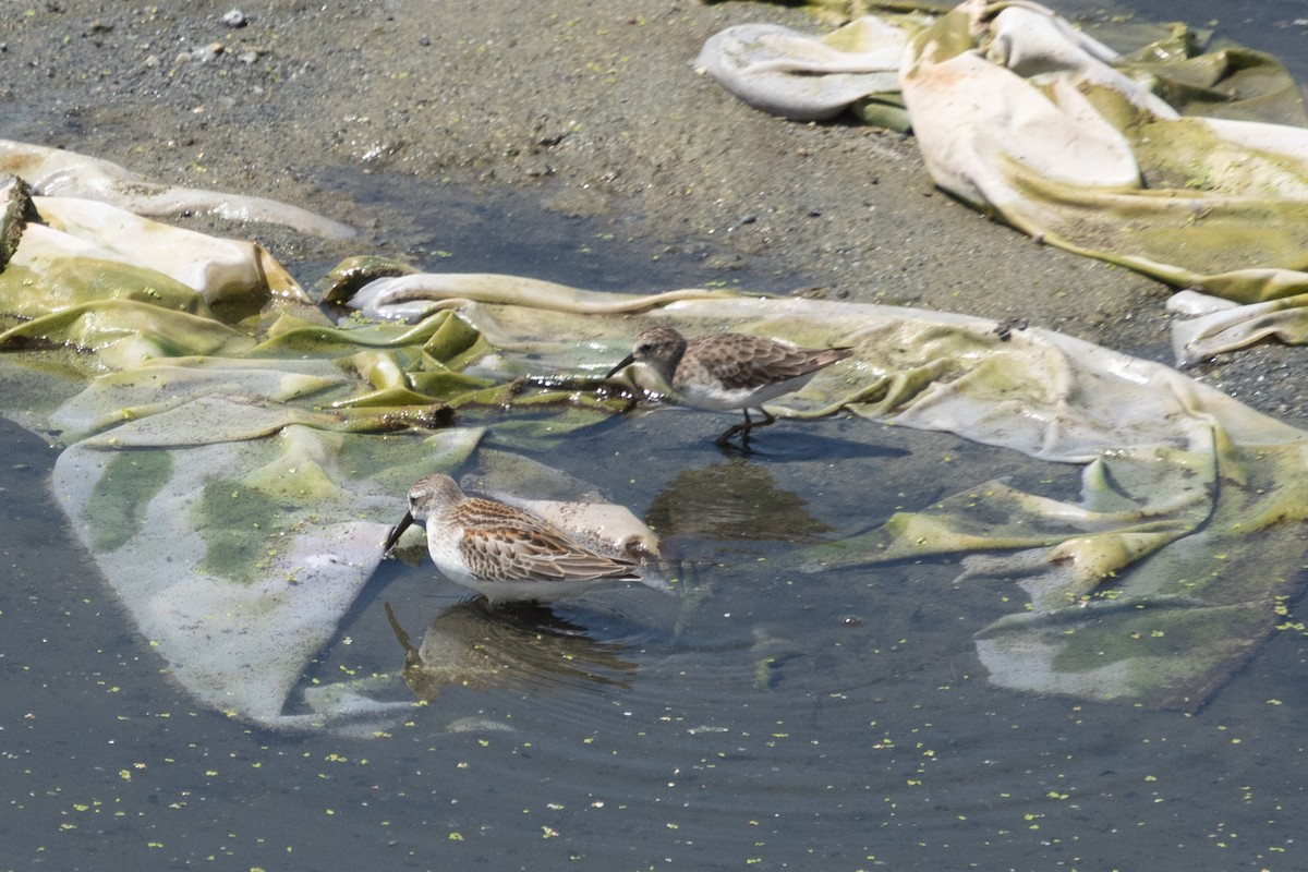Western Sandpiper - ML642247049