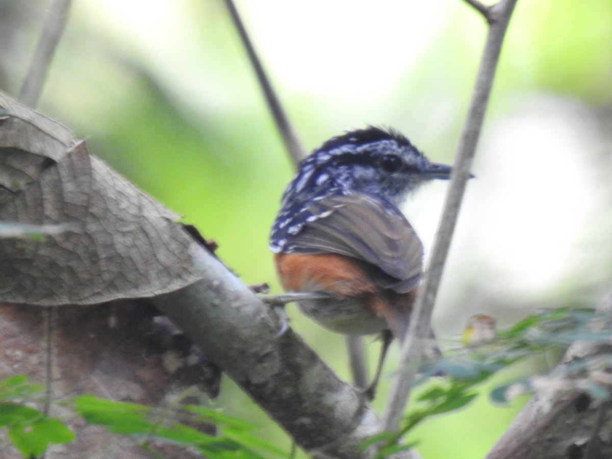 Peruvian Warbling-Antbird - ML642247051