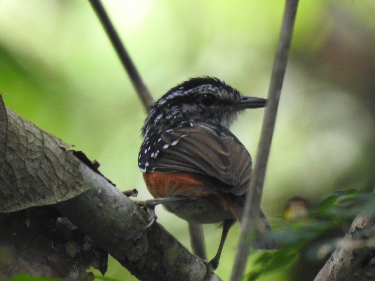 Peruvian Warbling-Antbird - ML642247052