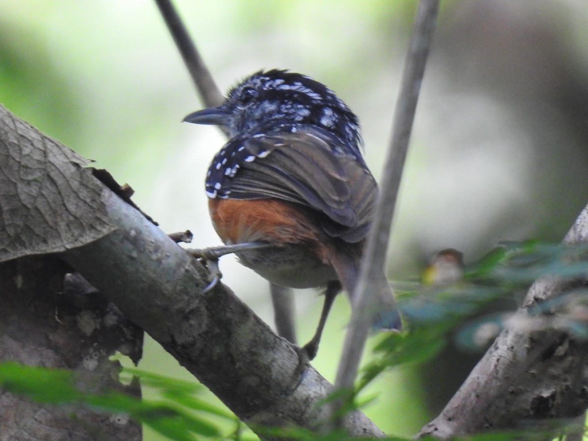 Peruvian Warbling-Antbird - ML642247053