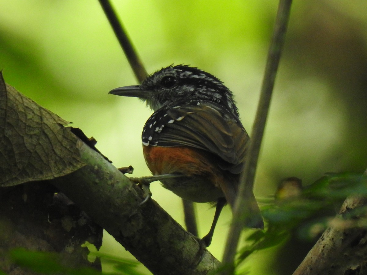 Peruvian Warbling-Antbird - ML642247058
