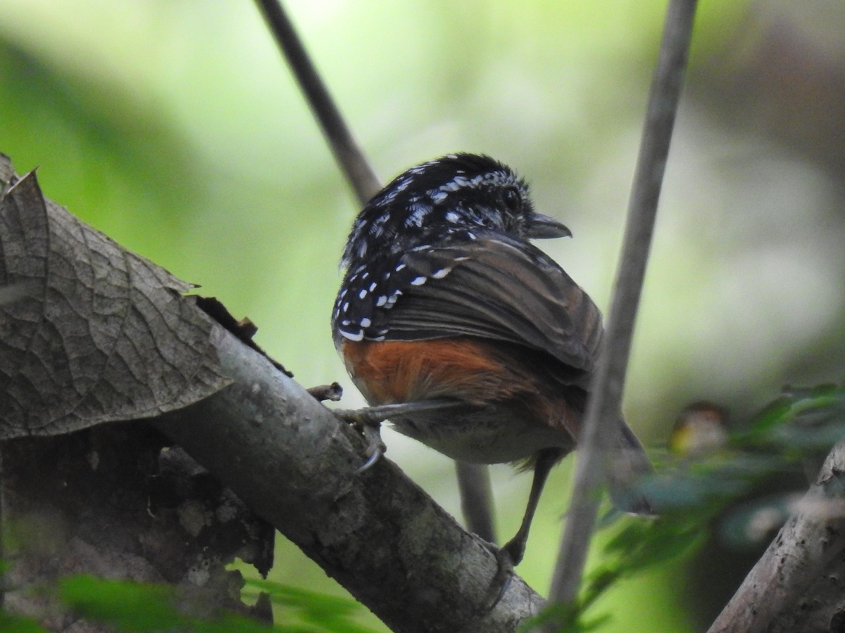 Peruvian Warbling-Antbird - ML642247063
