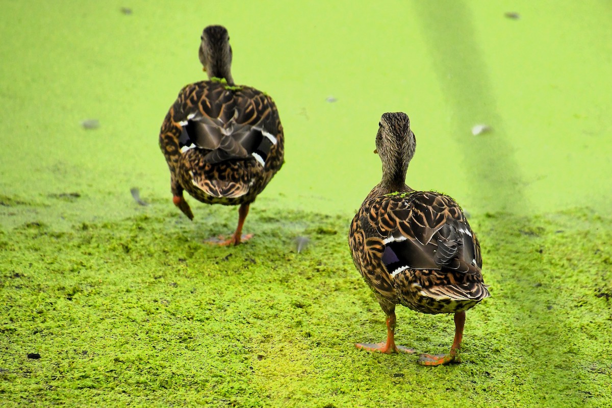 Mallard/Mexican Duck - ML642247064