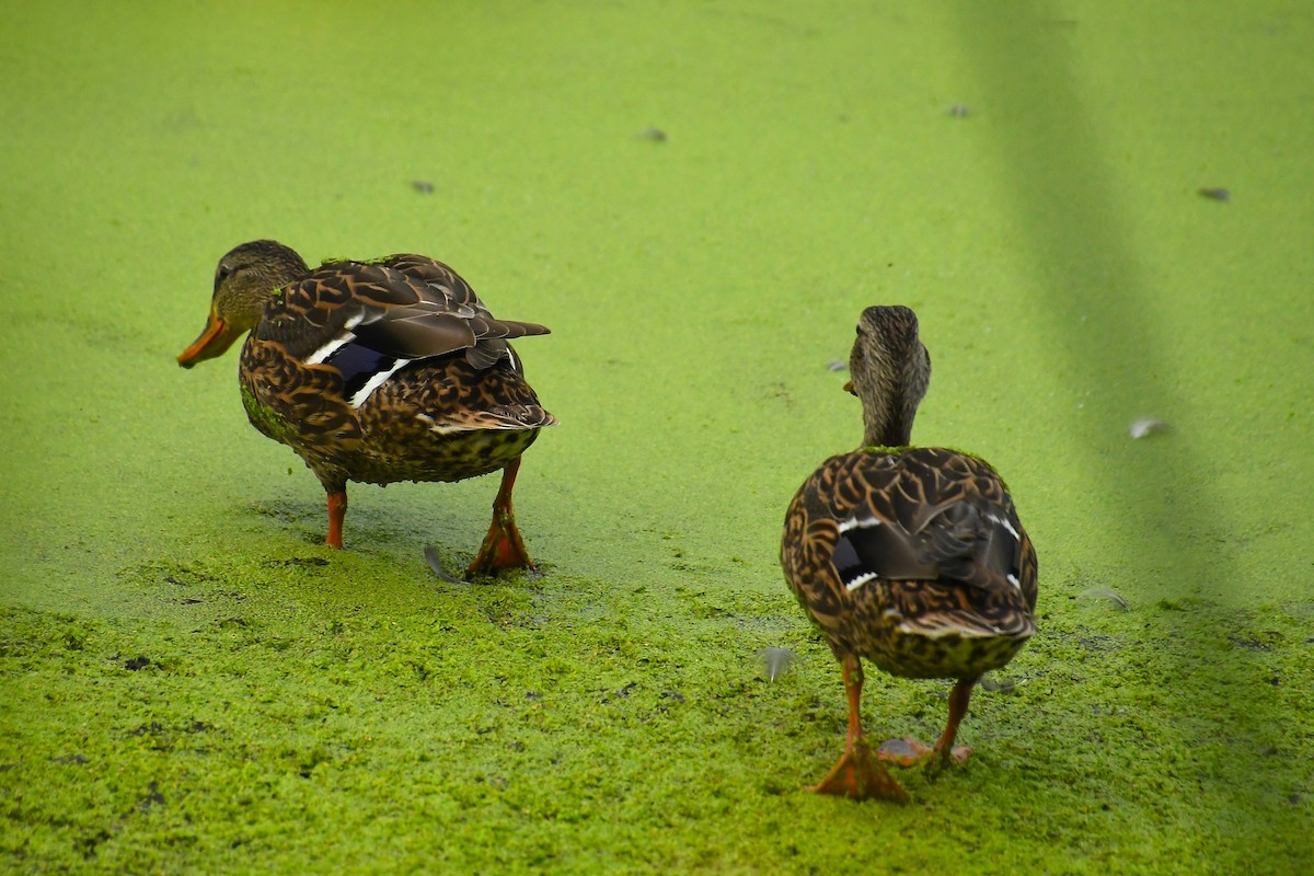 Mallard/Mexican Duck - ML642247065