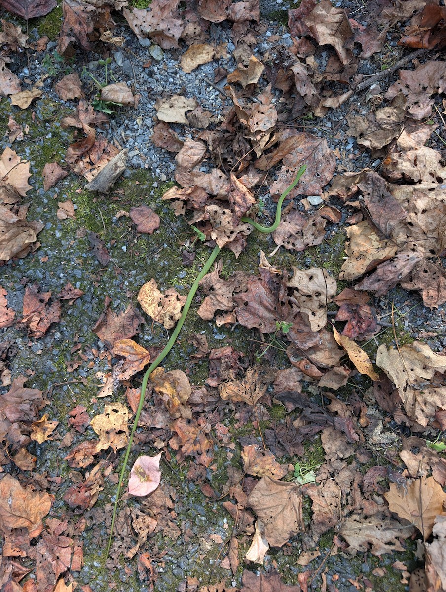 Northern Rough Greensnake - ML642247077