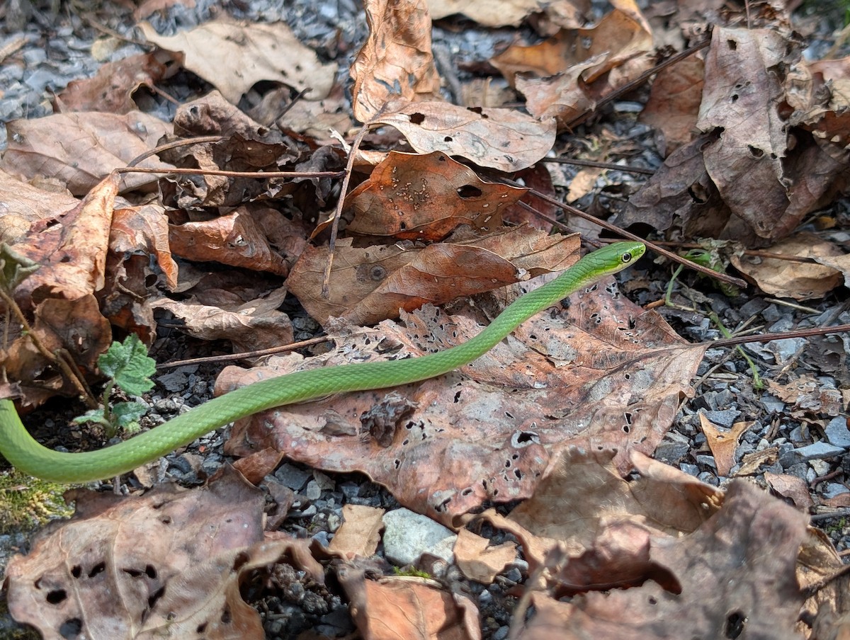 Northern Rough Greensnake - ML642247085