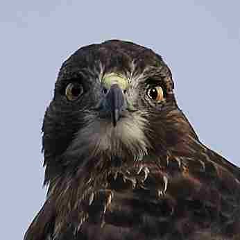 Rotschwanzbussard - ML642247099