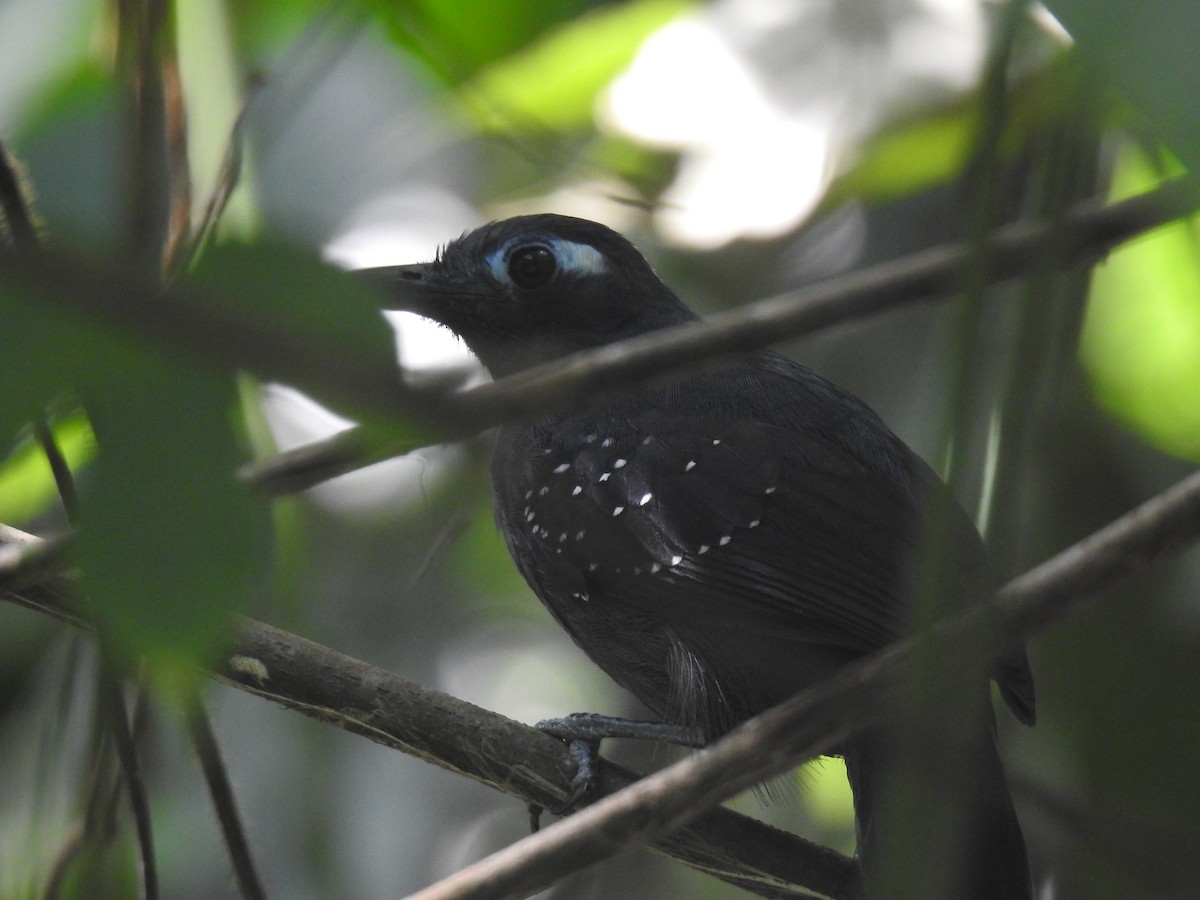Bleigrau-Ameisenvogel - ML642247108