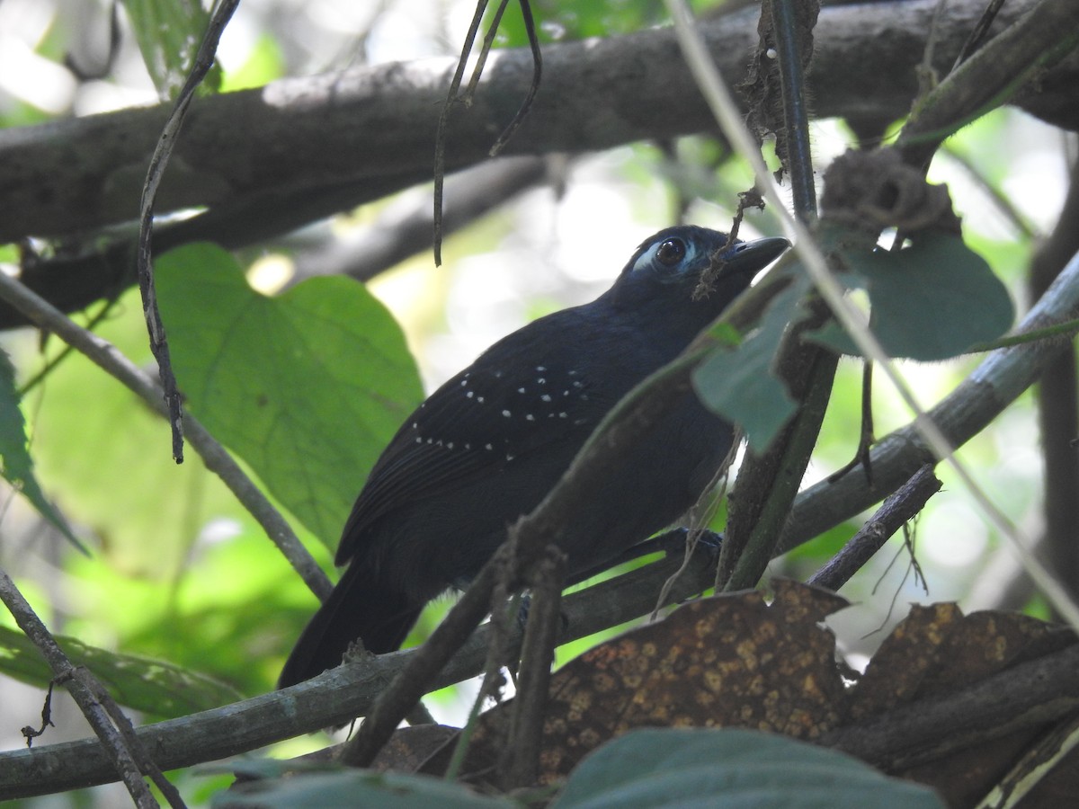 Bleigrau-Ameisenvogel - ML642247109